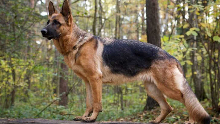 17 Surprising Facts Why the German Shepherds Stand Out as a Top Breed in the USA