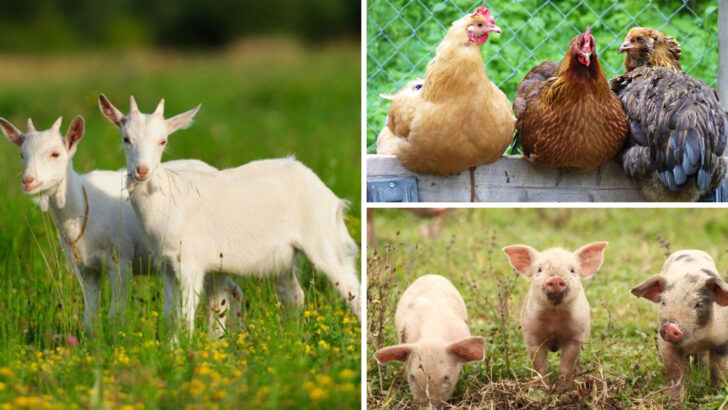 18 Farm Animals That Are Easy to Care For (and Some That Demand a Little More Effort)