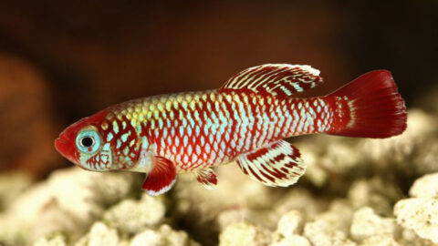 18 Fish That Are Perfect for Small Aquariums - Exploring Animals