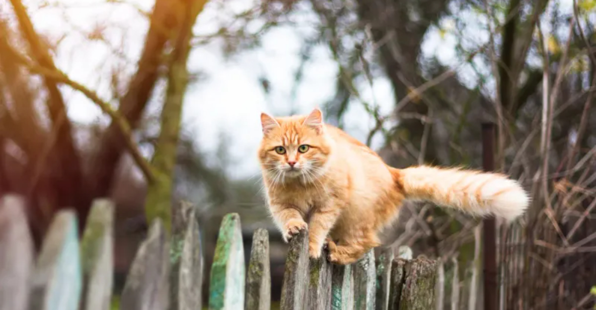 Owned Cat 18 Mistakes To Avoid If You Own A Cat - Exploring Animals
