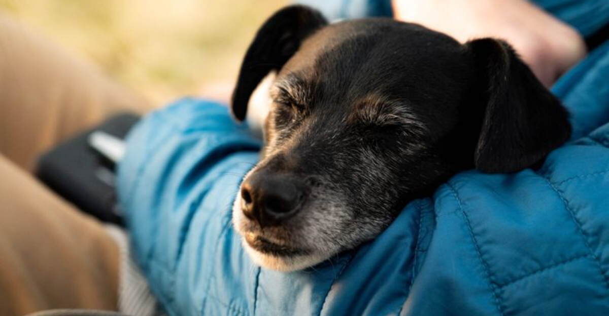 Common Rescue Dogs 18 Reasons Rescue Dogs Are The Best Dogs Ever - Exploring Animals