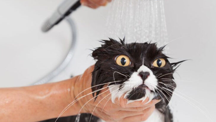 18 Things About Humans that Cats Can’t Tolerate