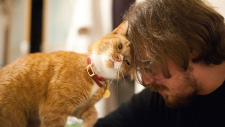 18 Ways to Show Your Cat You Love Them and Mistakes to Avoid