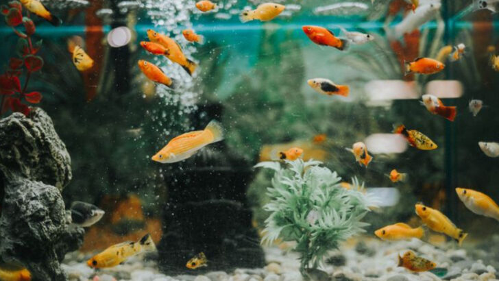 19 Common Mistakes New Fish Owners Make