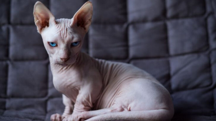 19 Newest Cat Breeds You’ve Probably Never Heard Of