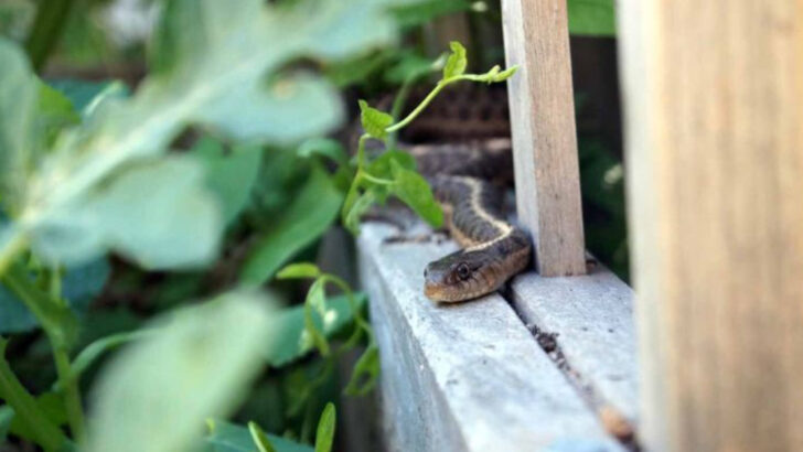 19 Things That Are Attracting Snakes To Your Yard