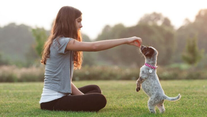 20 Best Lessons to Teach Your Puppy Before They Turn 2