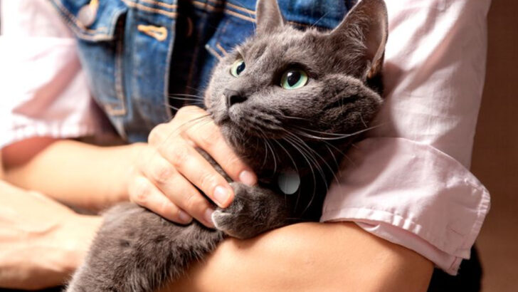 20 Compassionate Cat Breeds That Love To Cuddle