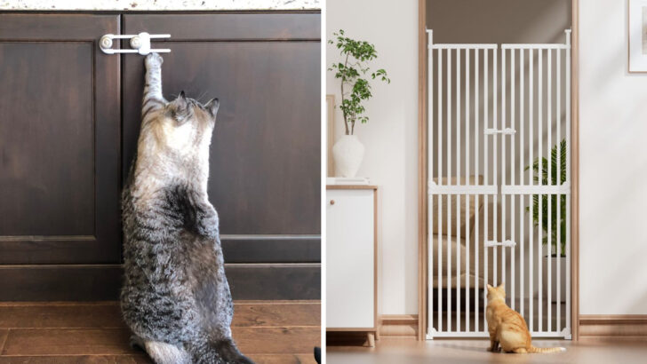 20 Ways to Cat-Proof Your Home and Keep Your Feline Safe