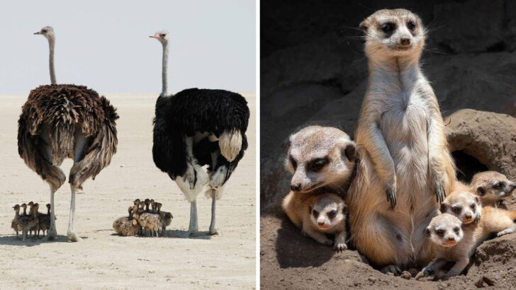 21 Animal Parents That Take Co-Parenting to the Next Level