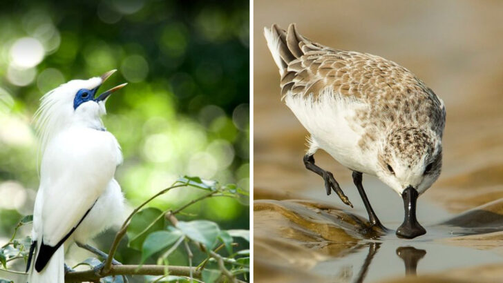 21 Endangered Birds the World May Lose Forever