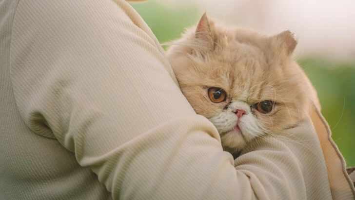 21 Irresistible Reasons to Love Persian Cats and What Makes Them So Special