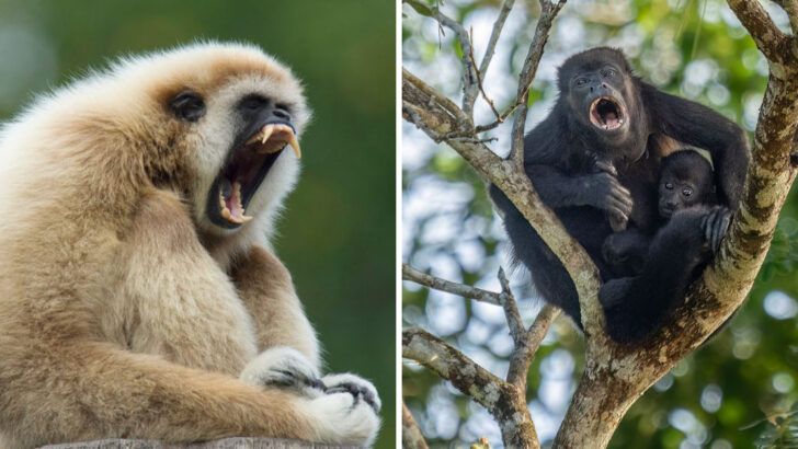 21 Loudest Animals in the World (Nature’s Biggest Noisemakers