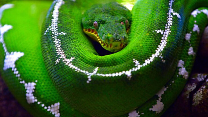 21 Most Colorful Pet Snakes That Are Hard To Miss