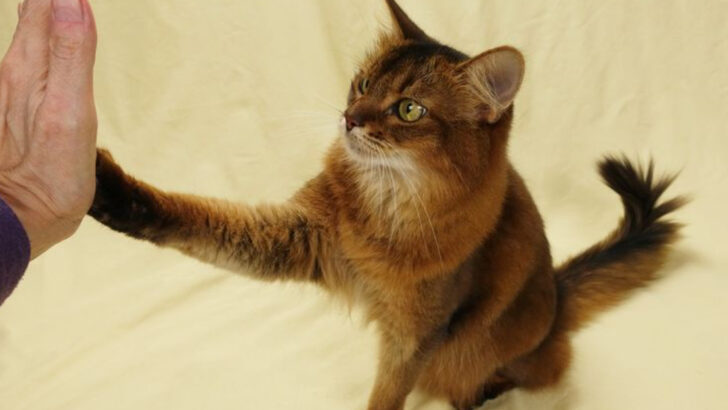 22 Cool Tricks to Teach Your Cat (Even If They’re Stubborn)