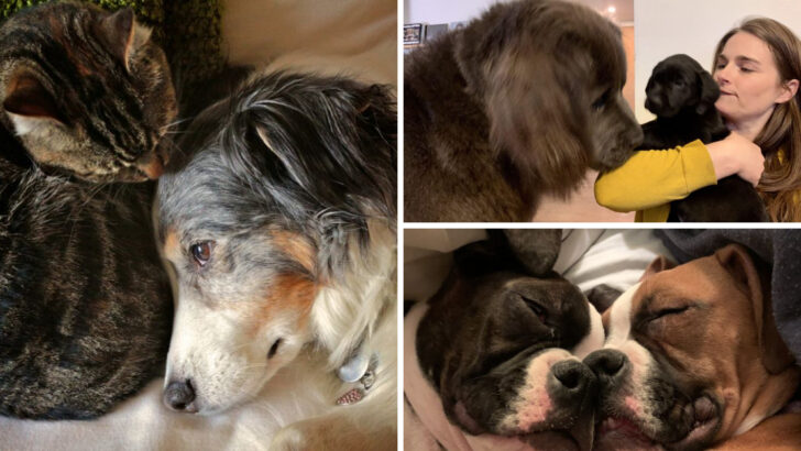 22 Dog Breeds That Are Perfect for Multi-Pet Families