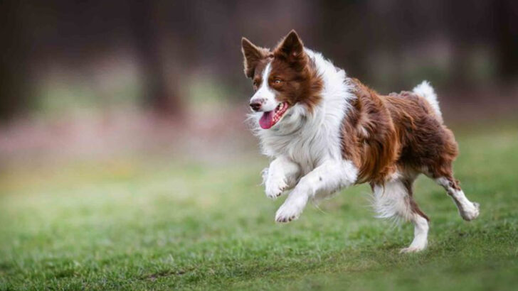 22 Dog Breeds That Can’t Be Trusted Off-Leash