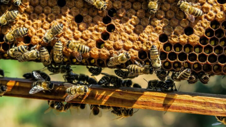 22 Secrets of the Honeybee Society You Never Knew