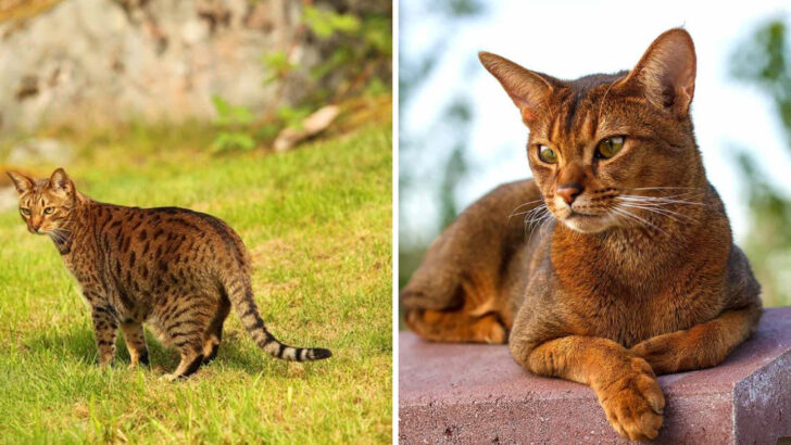 22 Cat Breeds That Prefer Being Outdoors