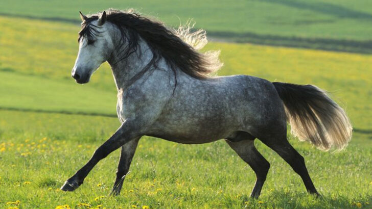 23 Designer Horse Breeds That Are Taking Over