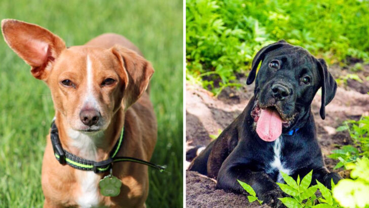 23 Dog Breed Mixes So Incredibly Unique, You Won’t Believe They’re Real