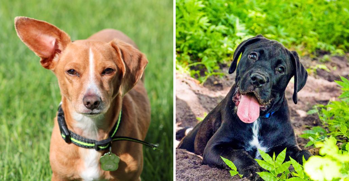 23 Dog Breed Mixes So Incredibly Unique, You Won’t Believe They’re Real