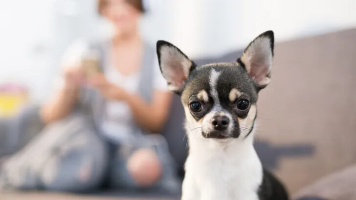 23 Most Protective Small Dog Breeds That Act Like Tiny Bodyguards