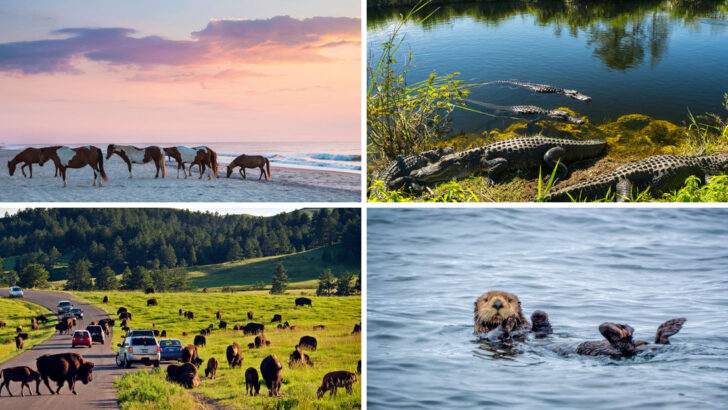 25 Animal-Themed Road Trips In the US Every Wildlife Lover Should Take