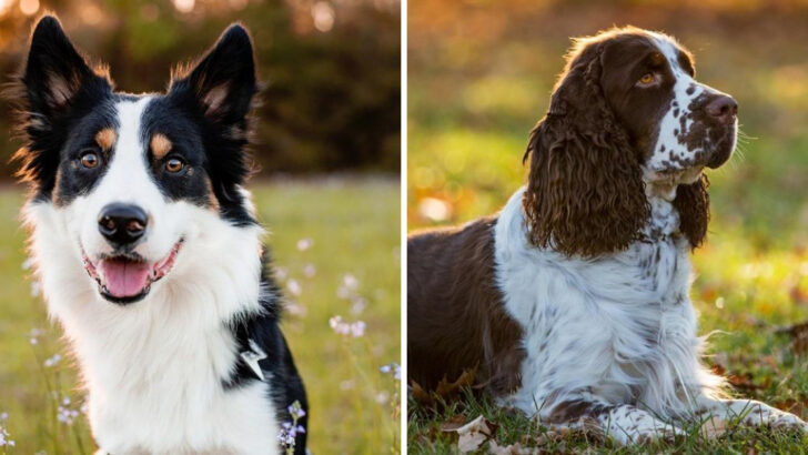 26 Emotional Dog Breeds That Take Everything to Heart (For Better or Worse)