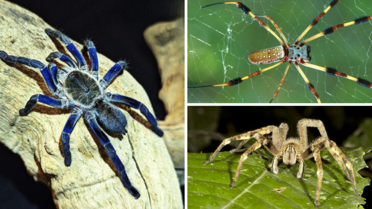 26 Endangered Spiders That Are Disappearing Right Before Our Eyes