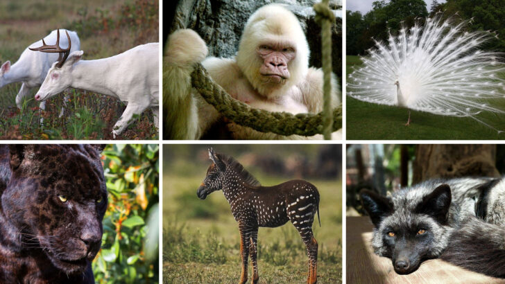 27 Astonishing Albino and Melanistic Animals You Have to See