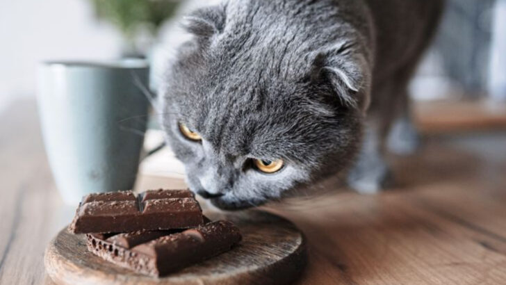 27 Best and Worst Foods for Cats That Every Owner Should Know