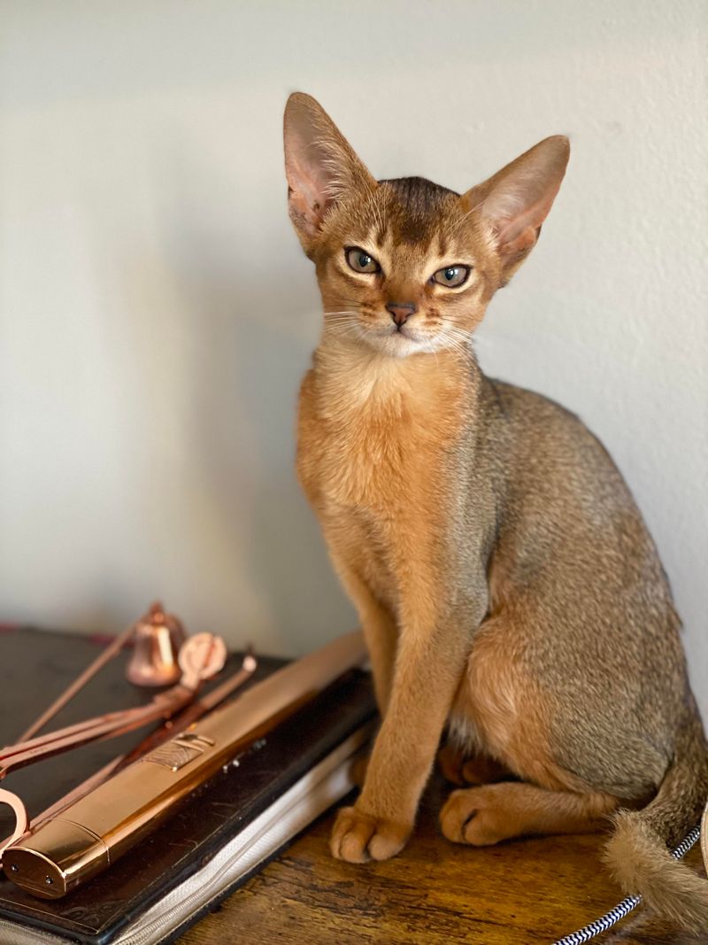 Abyssinian