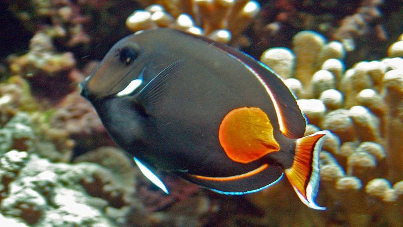 Achilles Tang