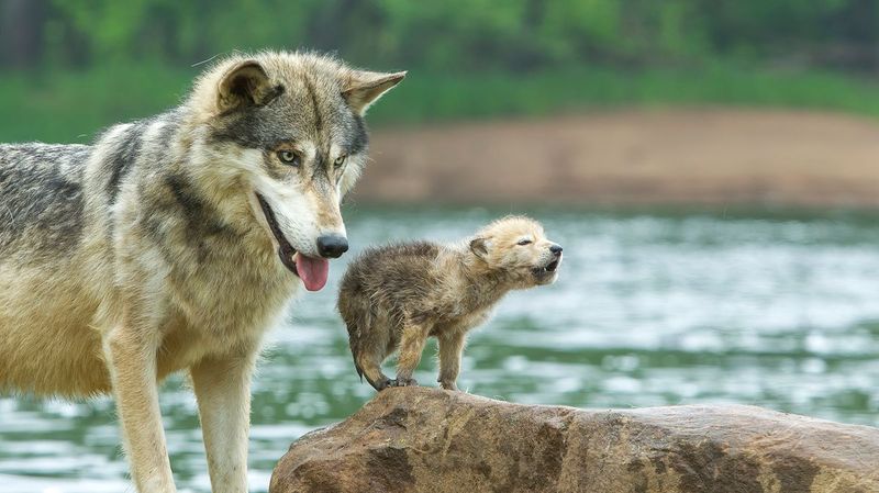 Adaptability to Environment