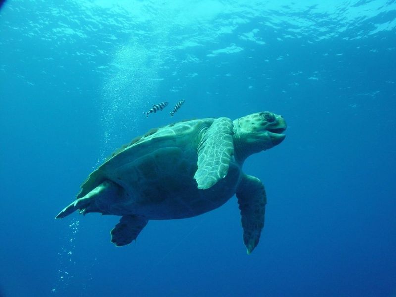 Adaptable Locomotion