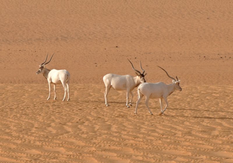 Addax