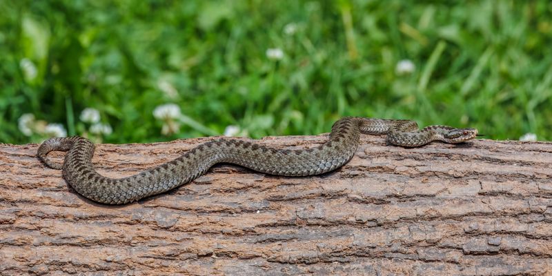 Adder Snakes