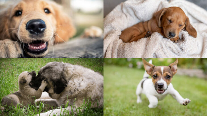 Adorable & Surprising Facts About Puppies You’ll Love