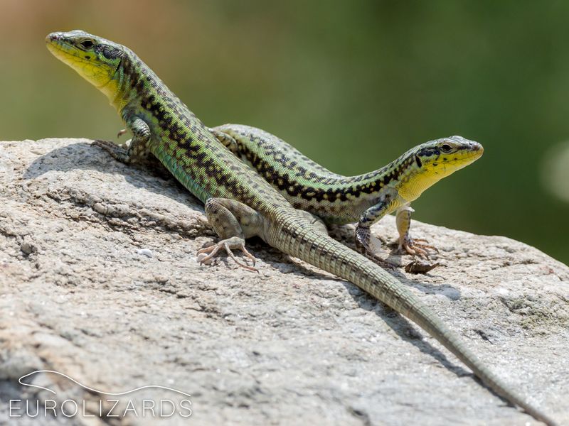 Aegean Wall Lizard