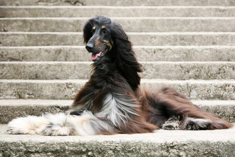 Afghan Hound