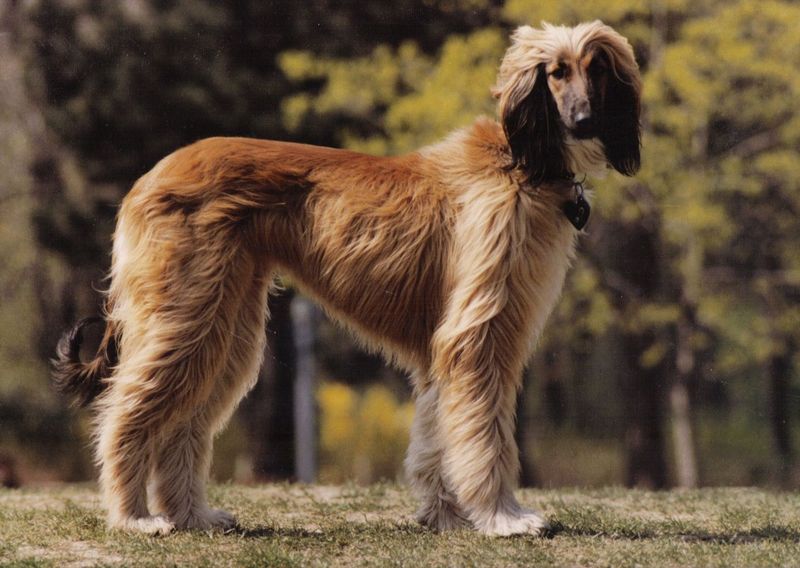 Afghan Hound