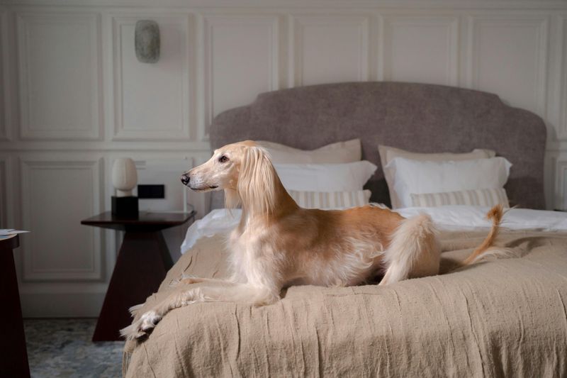 Afghan Hound