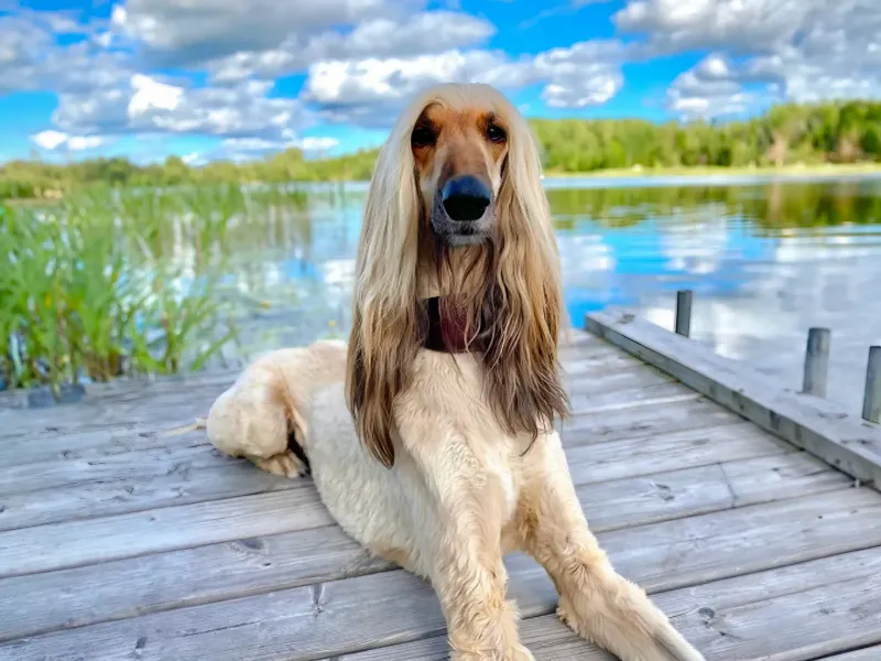 Afghan Hound