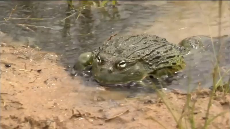 African Bullfrog