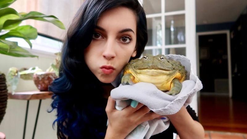 African Bullfrog