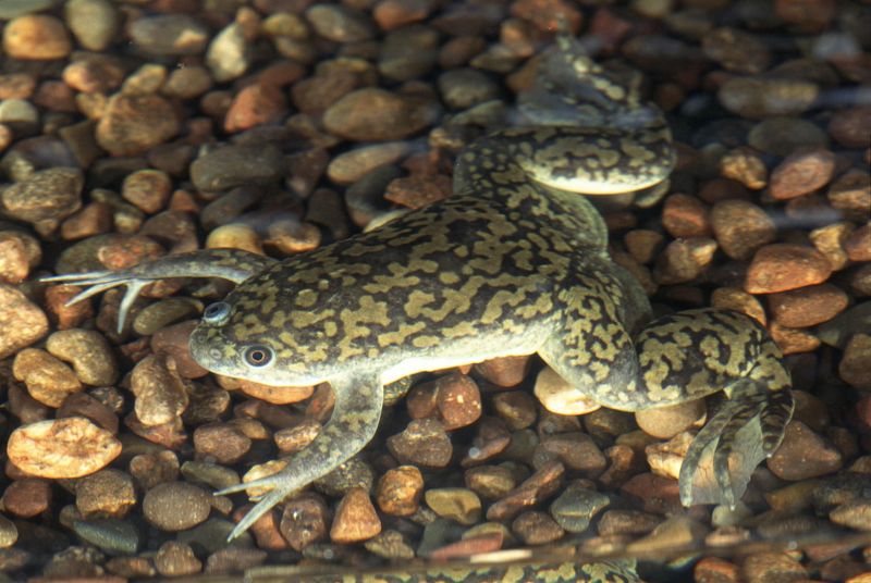 African Clawed Frog