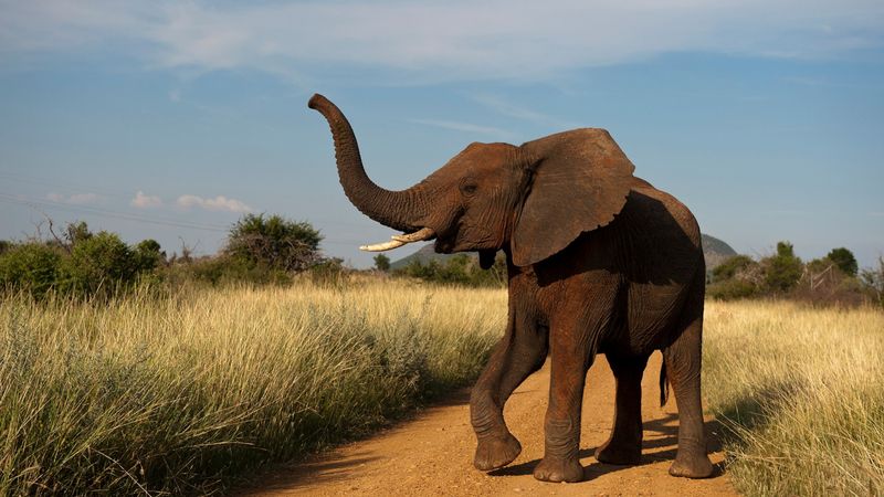 African Elephant