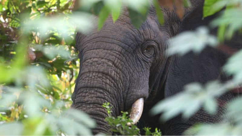 African Elephant