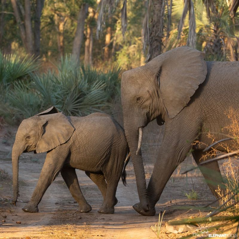 African Elephants